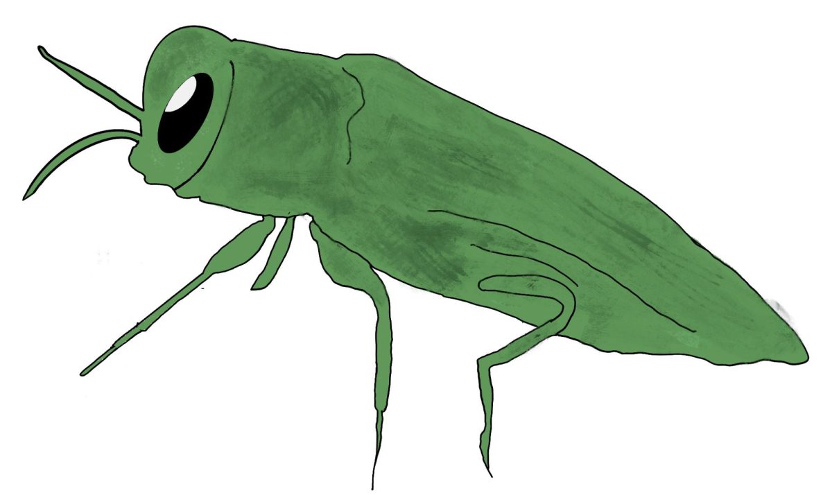 A depiction of the invasive emerald ash borer which is eradicating Missouri's ash tree population. (media created by Skylar Holtgrewe)
